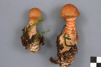 Cortinarius armillatus image